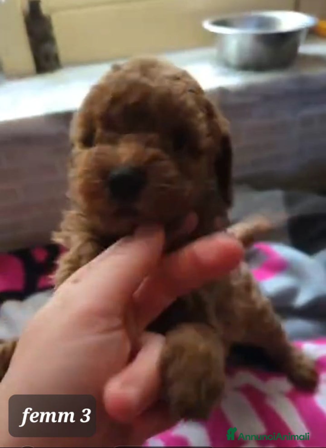 Barboncino Toy cani in vendita: Strepitosi Barboncini veri toy  - Annuncio 2