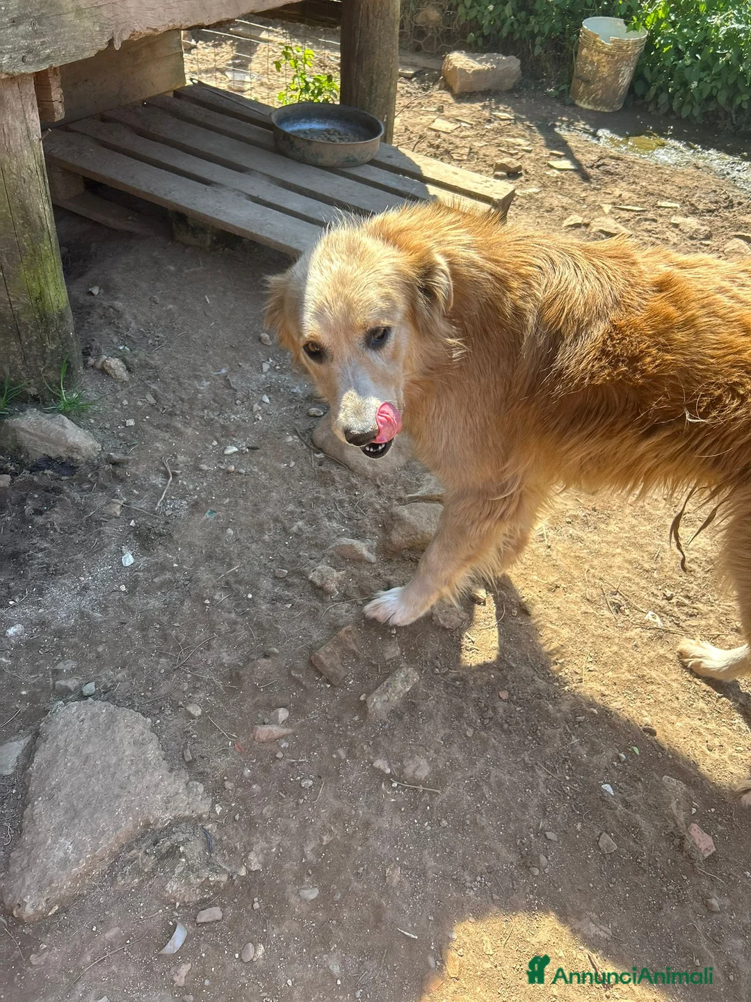 Meticcio cani in regalo: Susy splendida simil Golden cerca casa  - Annuncio 2