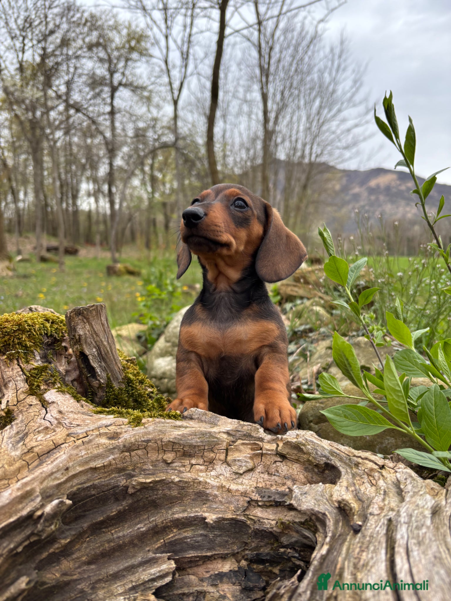 Bassotto cani Bassotto Kaninchen - Annuncio 3