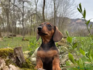Bassotto cani Bassotto Kaninchen - Annuncio 3