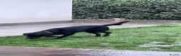 Labrador cani per accoppiamento: Labrador per monta a Città metropolitana di Roma Capitale - Annuncio 8