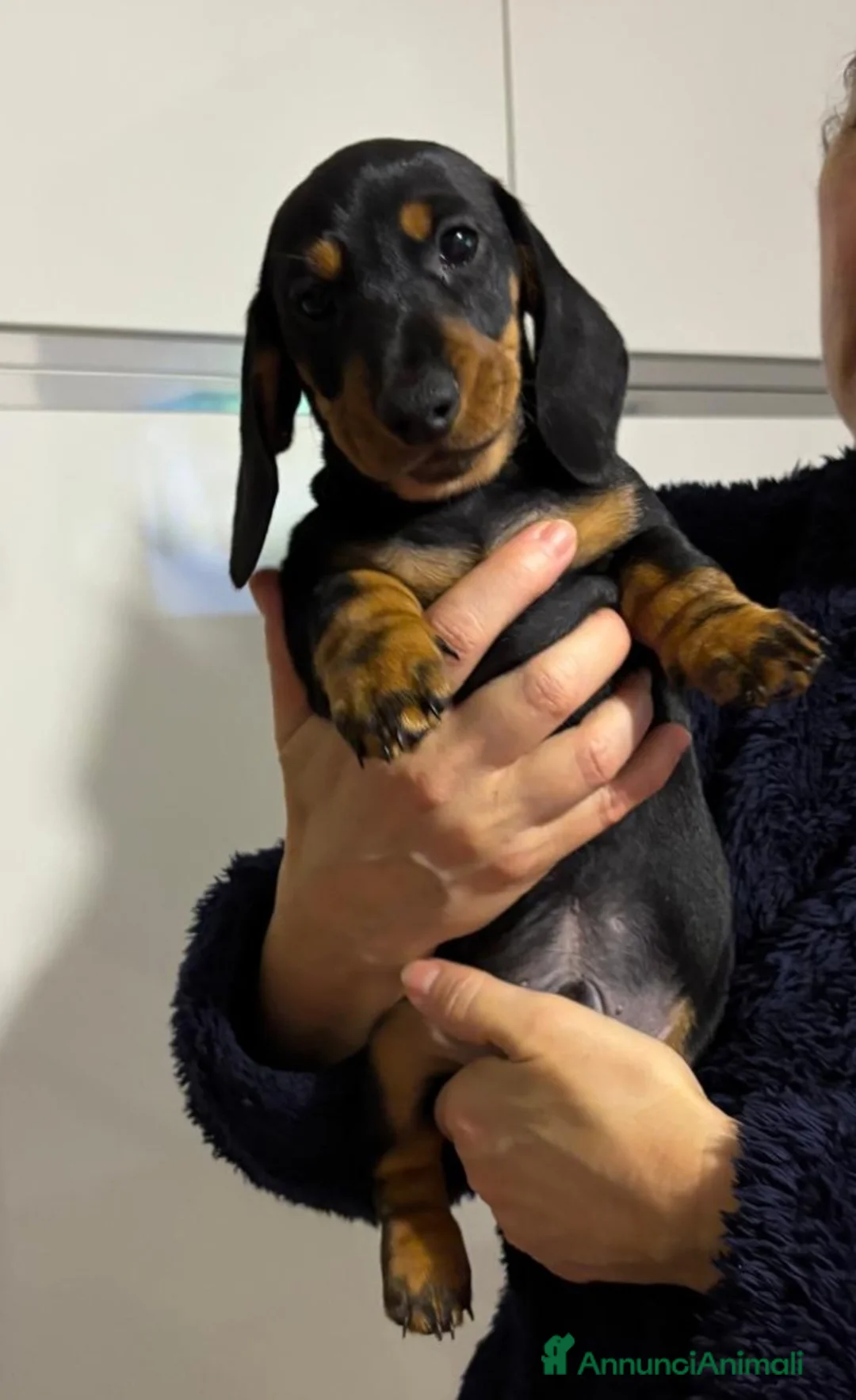 Bassotto cani in vendita: Bassotti Tedeschi nano-pelo corto-pedigree  - Annuncio 5