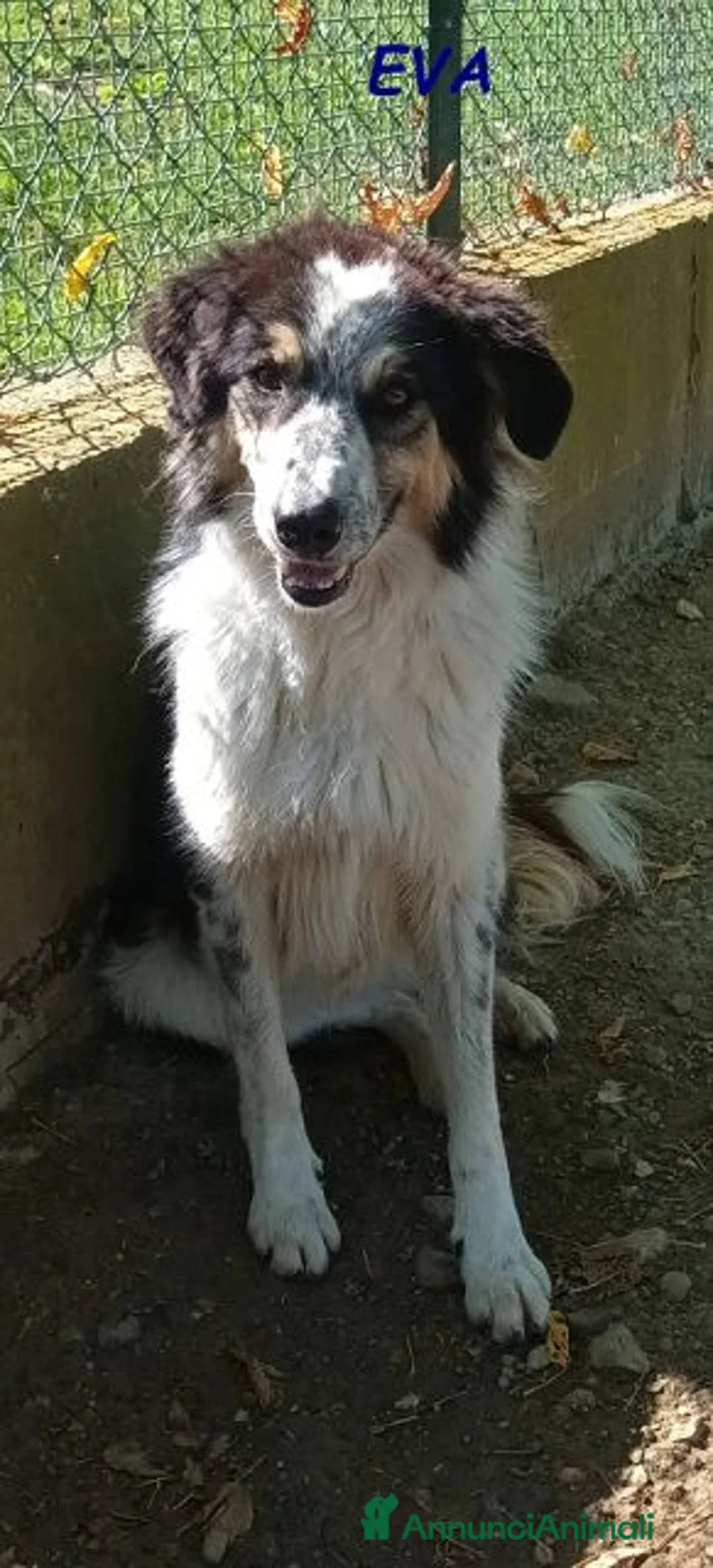 Meticcio cani in regalo: EVA una timida pastorina a Città Metropolitana di Firenze - Annuncio 2
