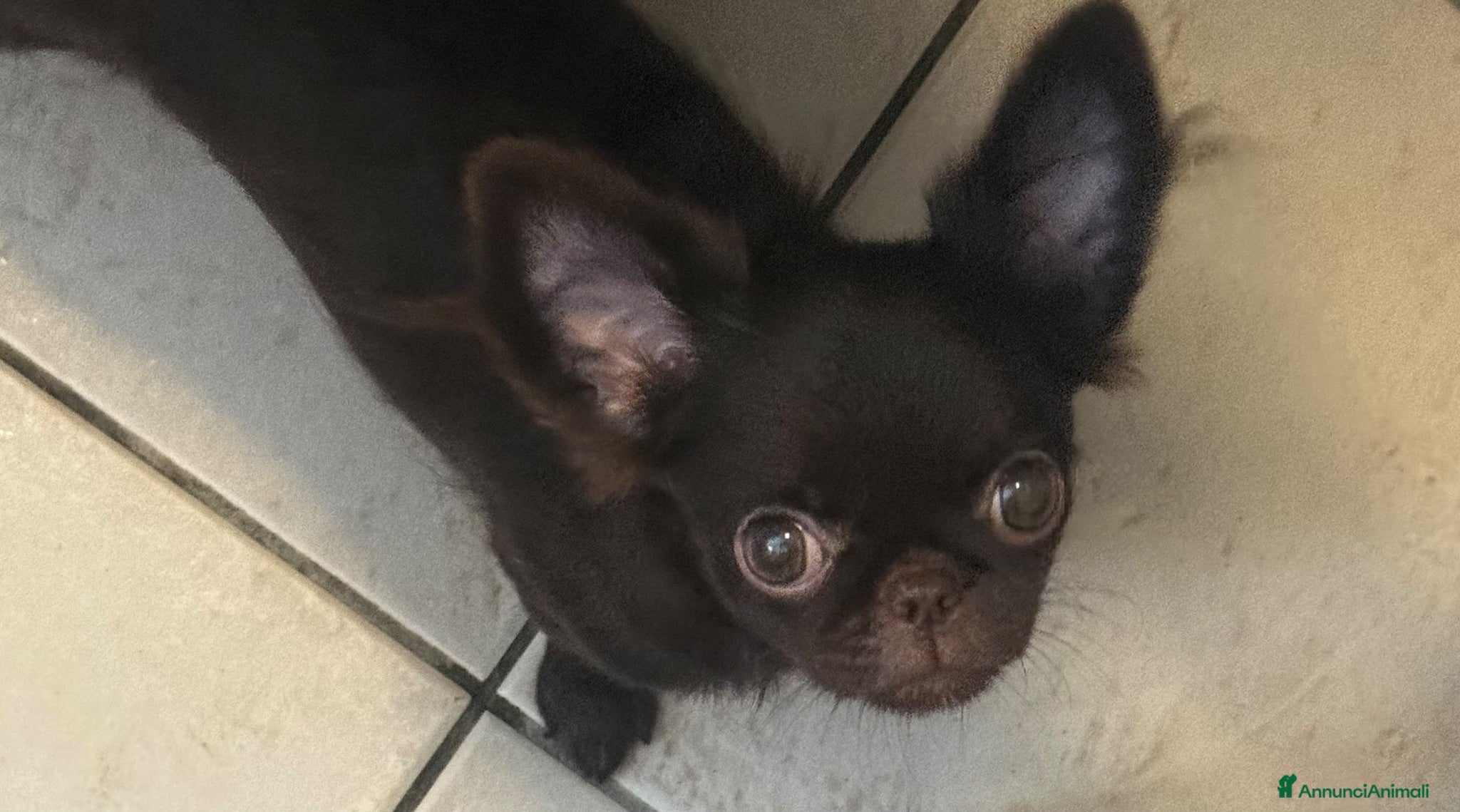 Chihuahua cani Chihuahua mini femmina  - Annuncio 17
