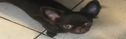 Chihuahua cani in vendita: Chihuahua mini femmina  - Annuncio 1