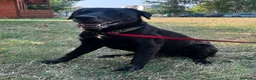 Meticcio cani in regalo: ELIJA LABRADOR - Annuncio 4