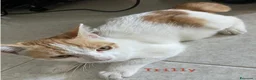 Meticcio gatti in regalo: Trilly, dolcissima gattina - Annuncio 1