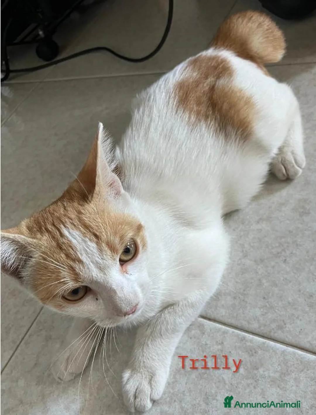 Meticcio gatti in regalo: Trilly, dolcissima gattina - Annuncio 1