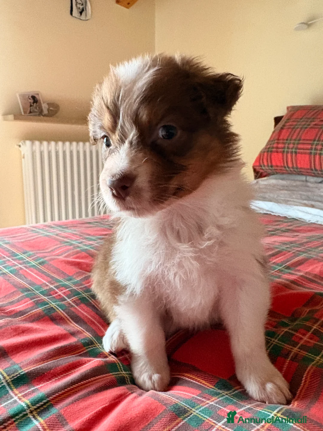 Australian Shepherd cani in vendita: Aussie - Annuncio 5