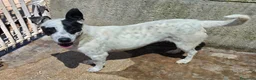 Meticcio cani in regalo: Pimpa dolce e giocosa cagnolina in adozione  - Annuncio 2