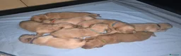Golden Retriever cani in vendita: Cuccioli di Golden retriever con pedigree ENCI  - Annuncio 32