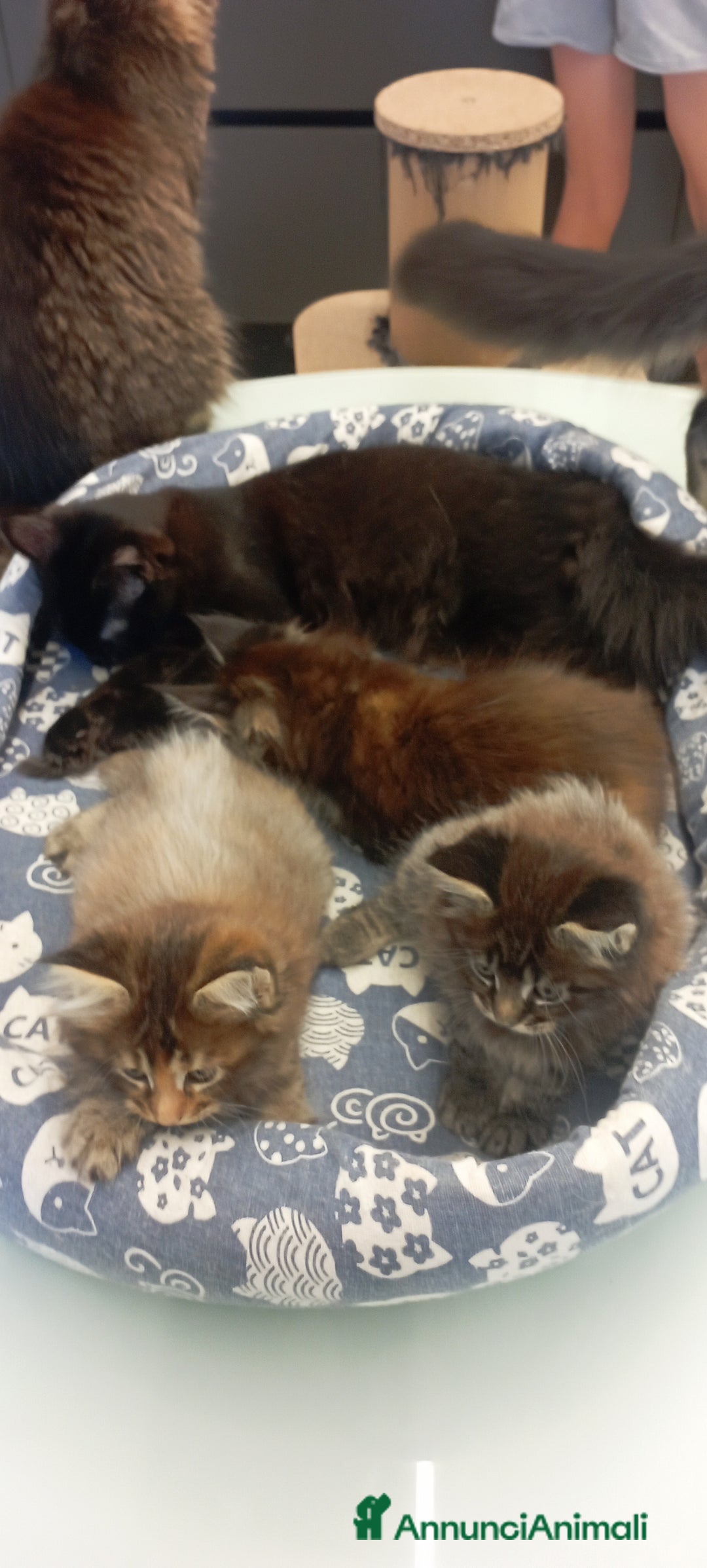 Maine Coon gatti in vendita: Maine Coon con pedigree  - Annuncio 6