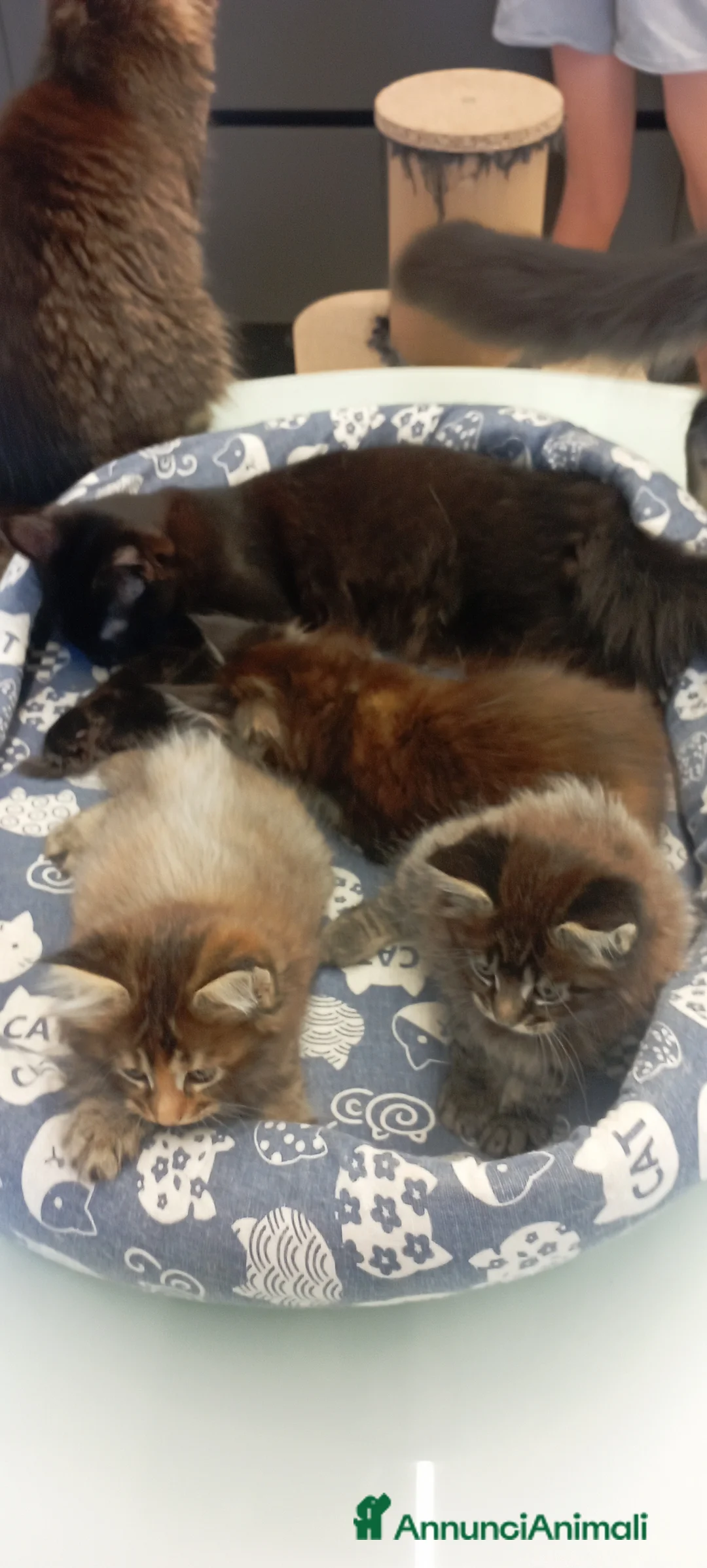 Maine Coon gatti in vendita: Maine Coon con pedigree  - Annuncio 4