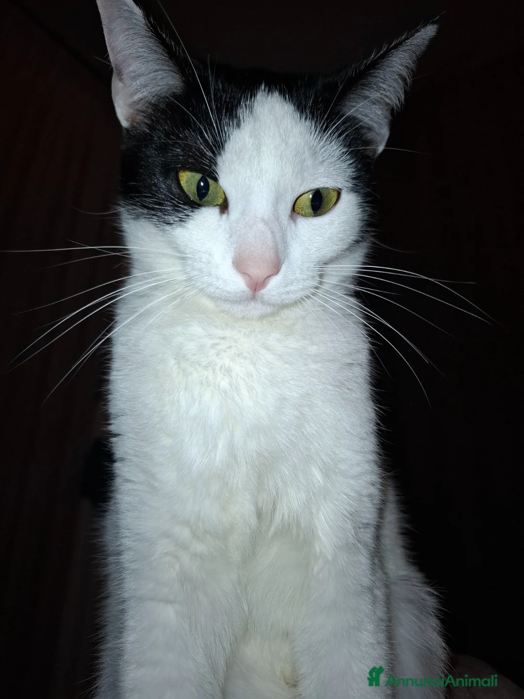 Meticcio gatti in regalo: GATTA a Provincia di Crotone - Annuncio 5