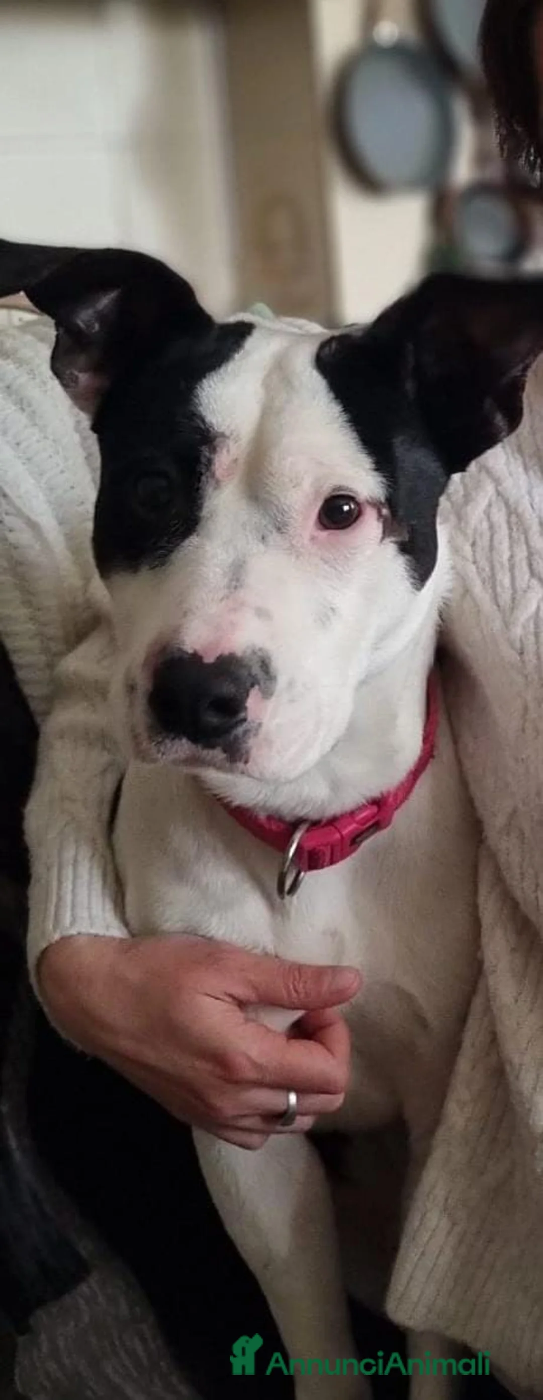 Meticcio cani in regalo: JACK CUCCIOLO MIX AMSTAFF  - Annuncio 4