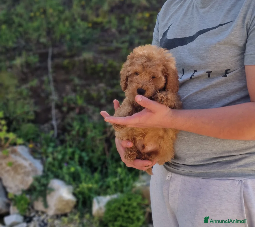 Barboncino cani in vendita: Barboncino - Annuncio 3