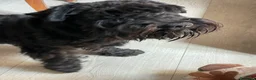 Mini Schnauzer cani in vendita: Schnauzer nani neri con pedigree ENCI - Annuncio 3