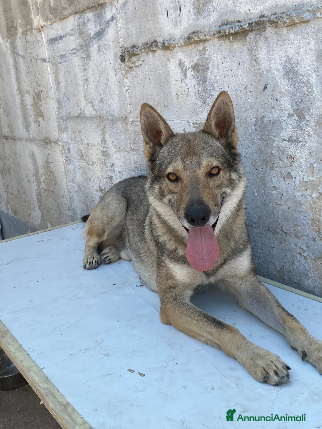 Lupo Cecoslovacco cani in regalo: Lupo cecoslovacco  a Città Metropolitana di Napoli - Annuncio 2