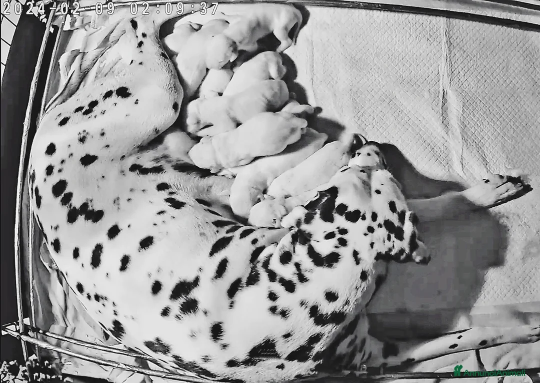 Dalmata cani in vendita: CUCCIOLI DALMATA con PEDIGREE Veneto - Annuncio 4