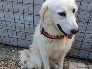 Meticcio cani IL DOLCISSIMO LUCKY a Città metropolitana di Roma Capitale - Annuncio 17