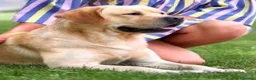 Labrador cani in vendita: Labrador cuccioli - Annuncio 3
