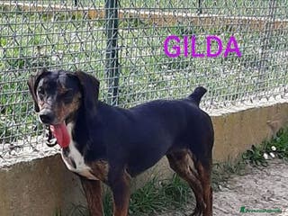 Segugio cani GILDA buona con tutti i cani - Annuncio 2