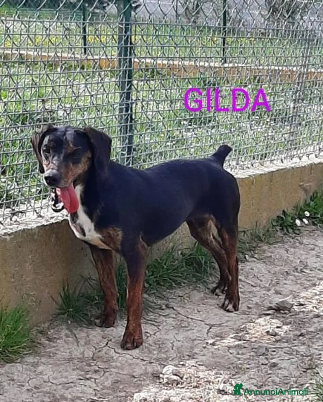 Segugio cani in regalo: GILDA buona con tutti i cani - Annuncio 1