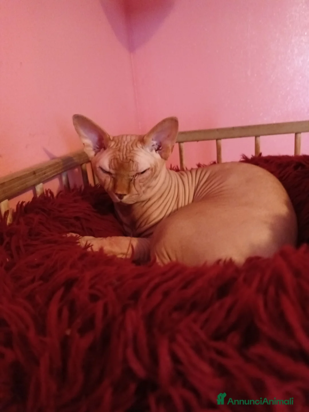 Sphynx gatti in vendita: Gatto nudo maschietto - Annuncio 2