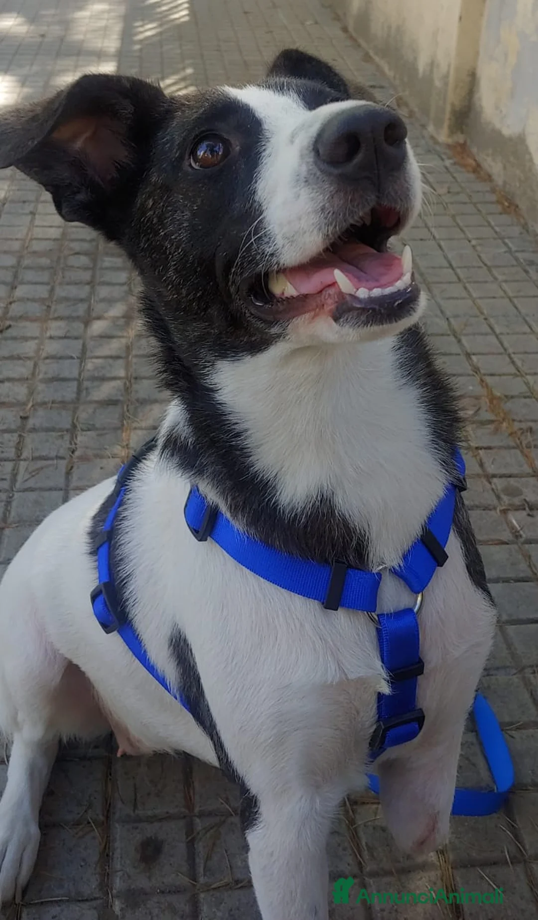 Meticcio cani in regalo: Luce 3anni TRIPODE,STALLO FINITO URGE AIUTO! NUORO - Annuncio 2