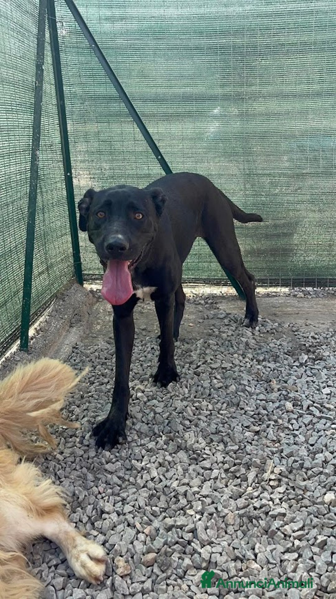 Cane Corso cani in regalo: OLIMPIA panterona dal cuore grande - Annuncio 5