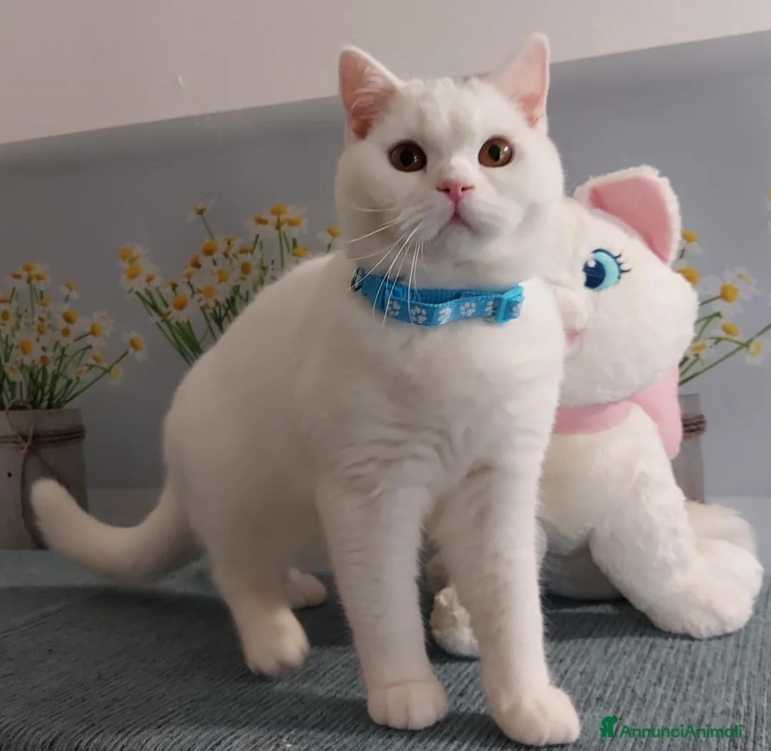 British gatti in vendita: British Shorthair Memo  - Annuncio 6