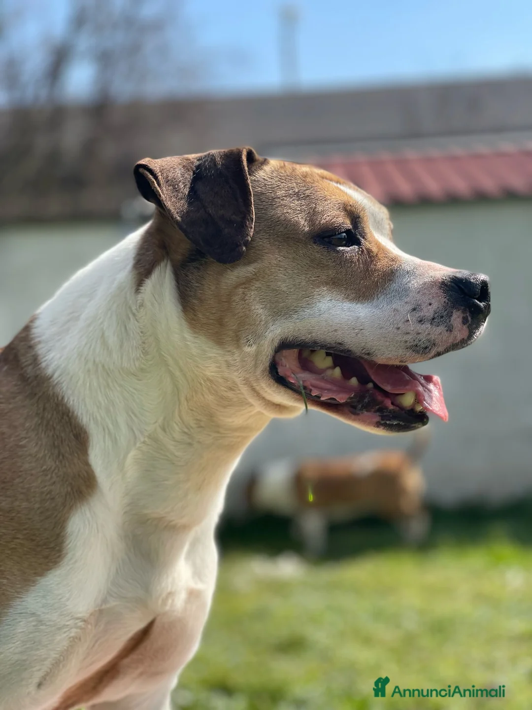 Meticcio cani in regalo: GOLD AMSTAFF - Annuncio 9