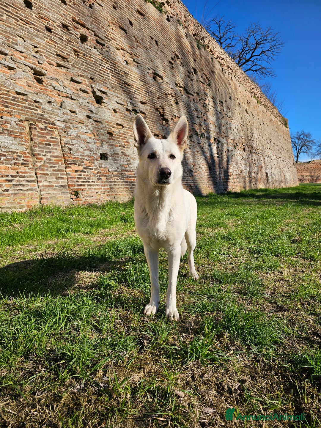 Pastore Svizzero cani in vendita: cucciolo pastore svizzero bianco  - Annuncio 1