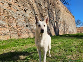 Pastore Svizzero cani cucciolo pastore svizzero bianco - Annuncio 1
