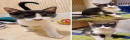 Europeo gatti in regalo: Gattina dolce a Città metropolitana di Roma Capitale - Annuncio 2