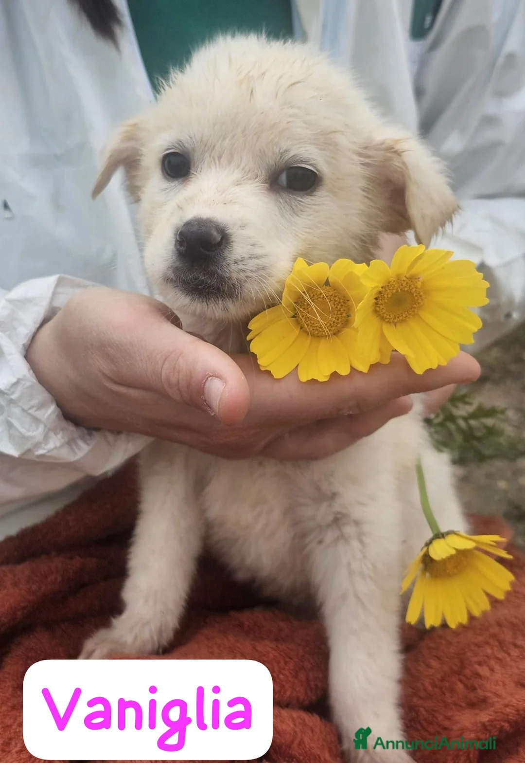 Meticcio cani in regalo: Vaniglia  a Provincia di Crotone - Annuncio 1