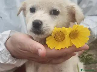 Meticcio cani Vaniglia - Annuncio 5