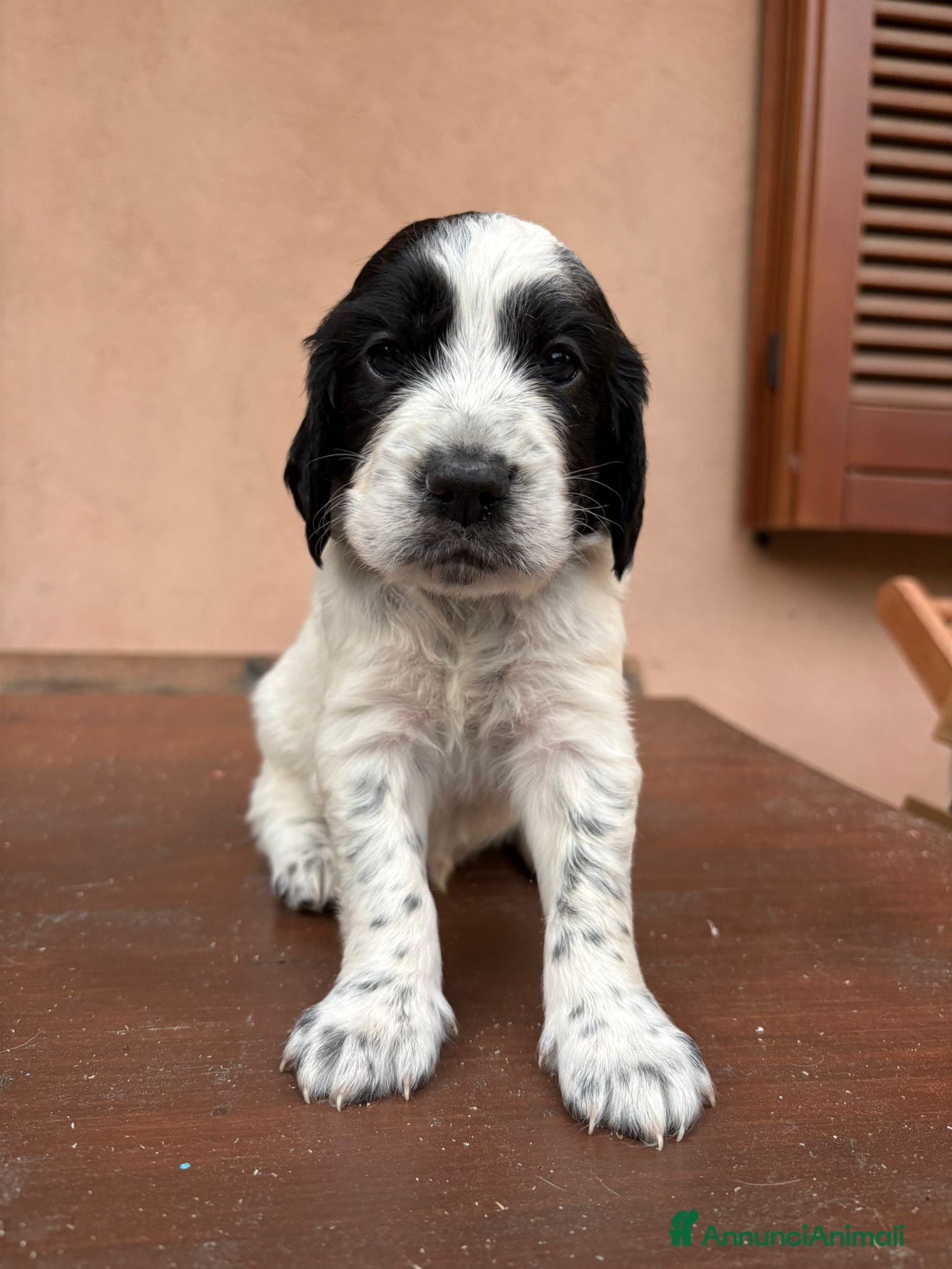 Setter Inglese cani in vendita: 2 cucciolini maschi di Setter Inglese con Pedigree - Annuncio 7