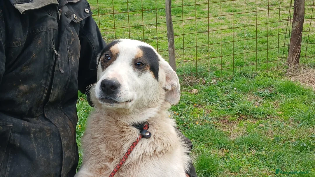 Meticcio cani in regalo: LO SPLENDIDO ARAMIS HA BISOGNO DI UNA CASA  - Annuncio 2