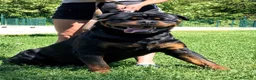 Rottweiler cani in vendita: Cucciolo rottweiler - Annuncio 5