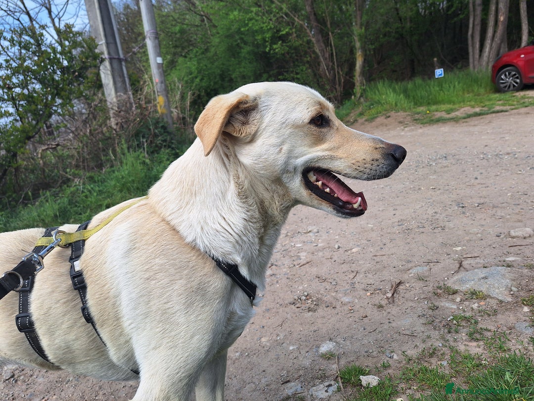 Labrador cani in regalo: Diana un cane speciale in cerca di casa  a Città metropolitana di Milano - Immagine 7