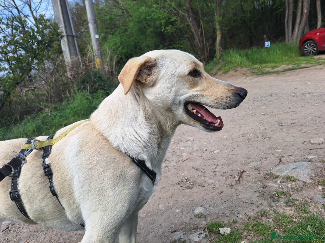 Labrador cani in regalo: Diana un cane speciale in cerca di casa  a Città metropolitana di Milano - Annuncio 7