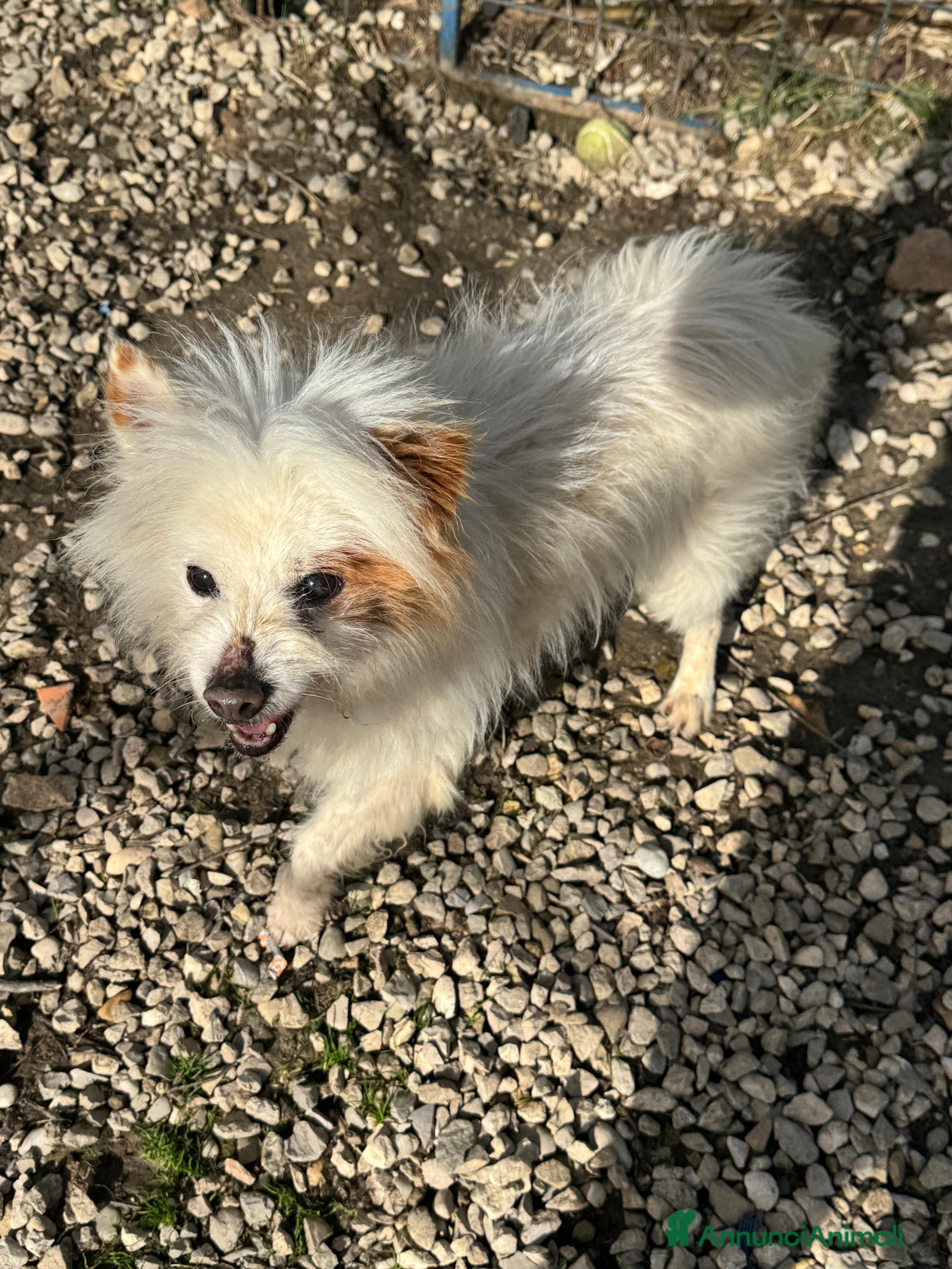 Volpino Italiano cani Gennaro 14 anni volpino  - Annuncio 1