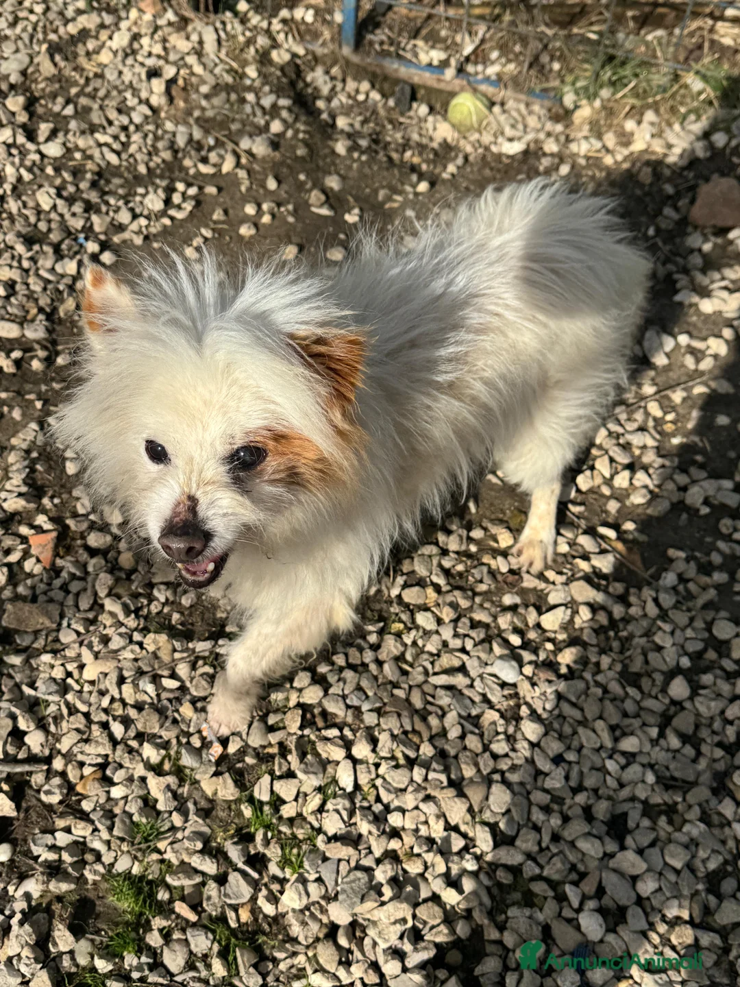 Volpino Italiano cani in regalo: Gennaro 14 anni volpino  - Annuncio 1