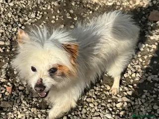 Volpino Italiano cani Gennaro 14 anni volpino - Annuncio 17