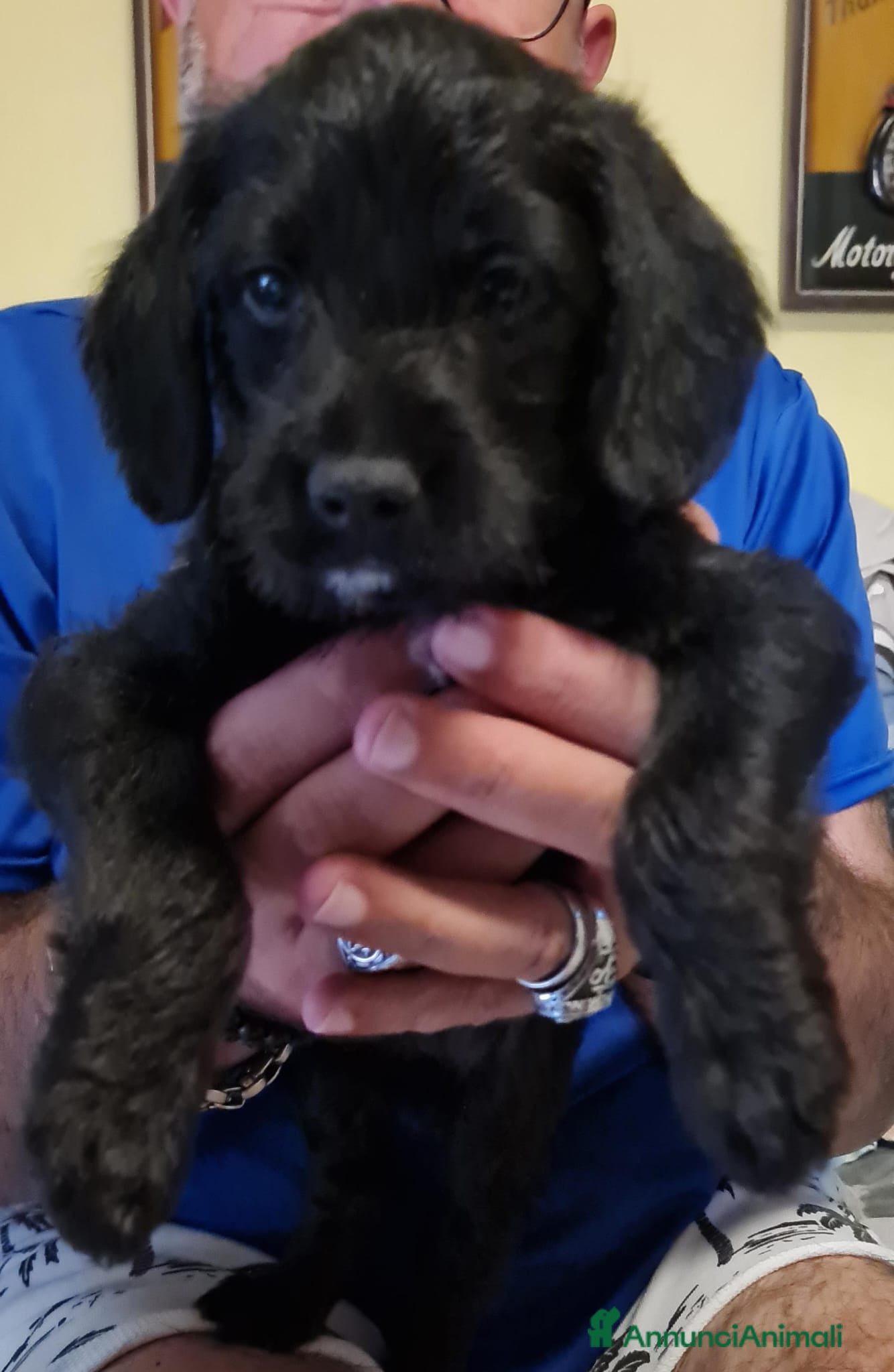Meticcio cani Regalo  - Annuncio 37