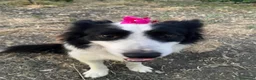 Border Collie cani in regalo: Border collie maschio 4 anni a Libero consorzio comunale di Agrigento - Annuncio 2