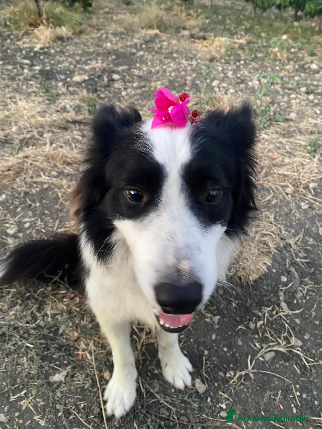 Border Collie cani in regalo: Border collie maschio 4 anni a Libero consorzio comunale di Agrigento - Annuncio 2