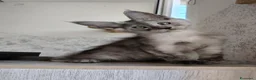 Maine Coon gatti in vendita: Cucciolo Maine Coon black smoke maschio - Annuncio 8