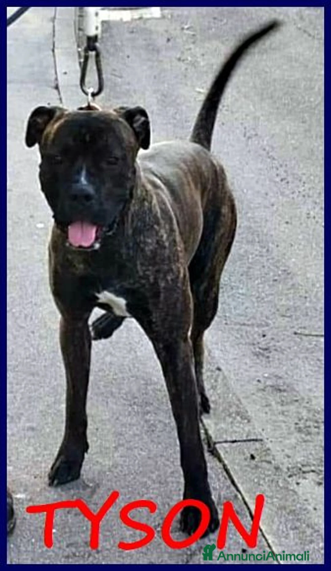 Meticcio cani in regalo: TYSON bravo mix pit rimasto solo - Annuncio 5